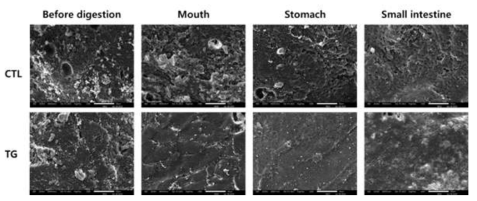 Microstructure of sausages induced by transglutaminase during in vitro digestion