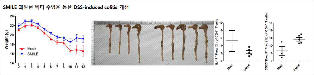 DSS-induced colitis 모델에서 SMILE 과발현 벡터 주입을 통한 질환 개선 효과