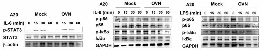 A20 과발현을 통한 STAT3 인산화 억제
