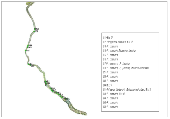 경안천 상류지역의 하중도 식생구역 우점종 z: survey site of river island, y: Phragmites communis, Phragmites japonica, Typha orientalis, x: P. japonica, Beckmannia syzigachne, P. communis, w: Bidens frondosa, P. communis, Setaria viridis, Typha angustifolia, Humulus japonicus, v: Polygonum thunbergii, P. communis, Polygonum hydropiper, u: Rumex crispus, P. communis, Panicum bisulcatum, P. thunbergii, Salix gracilistyla