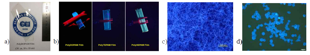 Transparent polymer film (a) and blue light emission photographs for the new homopolymer films (b), the crosslinked homopolyDOPAM electrospun fibers (c), and the crosslinked copolymer (styrene/DOPAM=8/2) particles (d) prepared by a suspension polymerization, when exposed by UV of 365 nm