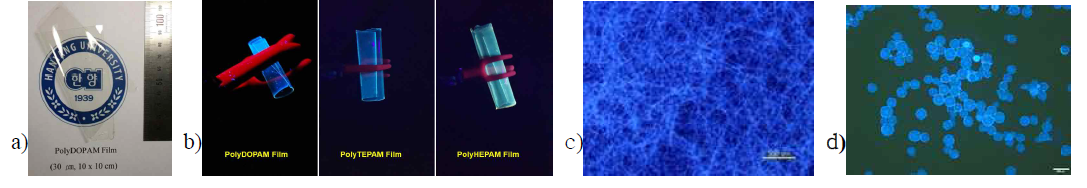 Transparent polymer film (a) and blue light emission photographs for the new homopolymer films (b), the crosslinked homopolyDOPAM electrospun fibers of 4 μm (c), and the crosslinked copolymer (styrene/DOPAM=8/2) particles of 120~150 μm (d) prepared by a suspension polymerization, when exposed by UV of 365 nm