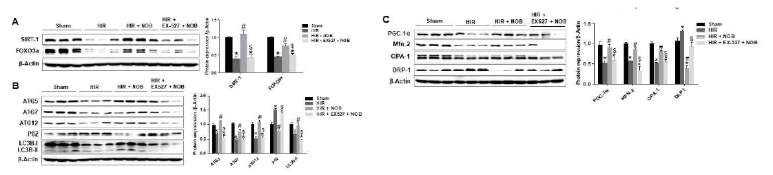간장 허혈 및 재관류 손상 시에 SIRT1 저해제(Ex-527) 전처리하게 되면 Nobiletin에 의한 손상억제 효과가 없어진 SIRT1, FOXO3a 발현변화(A), 자가포식 조절인자(B), 미토콘드리아 모양 조절인자 및 생합성 조절인자 PGC-1a(C) 발현 변화 분석
