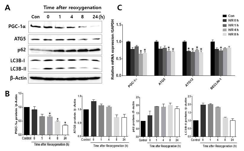 FL83B 세포주에 H2O2(600 μM)를 시간별로 처리 후, PGC-1α, 자가포식 조절인자(ATG5, p62, LC3B) 단백질(A,B) 및 유전자(C) 발현 변화 분석