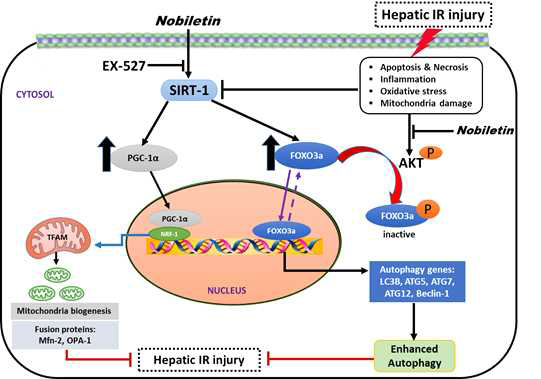 SIRT1은 중요한 상위조절인자로서 PGC-1α, FOXO3a 발현을 증가시키고, 미토콘드리아 생합성 및 분열-융합 조절을 통해 그 기능을 향상시키고, 자가포식 작용을 증가시켜 간장 허혈 및 재관류 손상을 억제함. 본 연구는 Nobiletin을 SIRT1 작용을 증가시켜 허혈 및 재관류 손상을 감소시키는 약물로서 임상적 활용이 가능함을 분자 기전을 통해 규명함