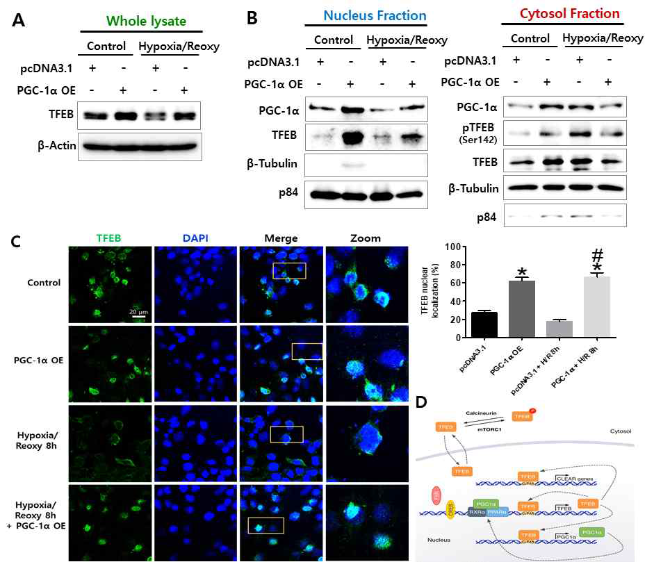 PGC-1α를 과발현시킨 FL83B 세포주에 H2O2를 처리 후, Whole lysate(A) 또는 핵/세포질을 분리하여 각각에서(B) TFEB 발현 변화 분석. TFEB 발현을 형광염색법으로 분석하고 정량(C). TFEB 단백질의 인산화에 따른 세포 내 위치변화 및 전사 조절의 모식도(D)