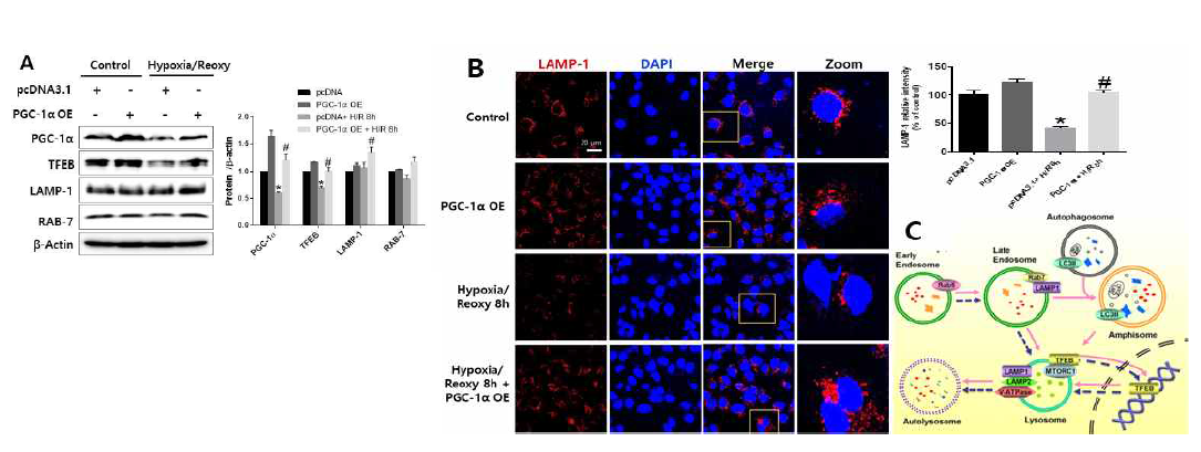 HPGC-1α를 과발현시킨 FL83B 세포주에 H2O2를 처리 후, Western blot으로 리보솜 단백질의 발현변화 분석(A), LAMP-1 발현을 형광염색법으로 분석, 경량(B). TFEB 전사조절에 따른 자가포식작용 조절 모식도(C)