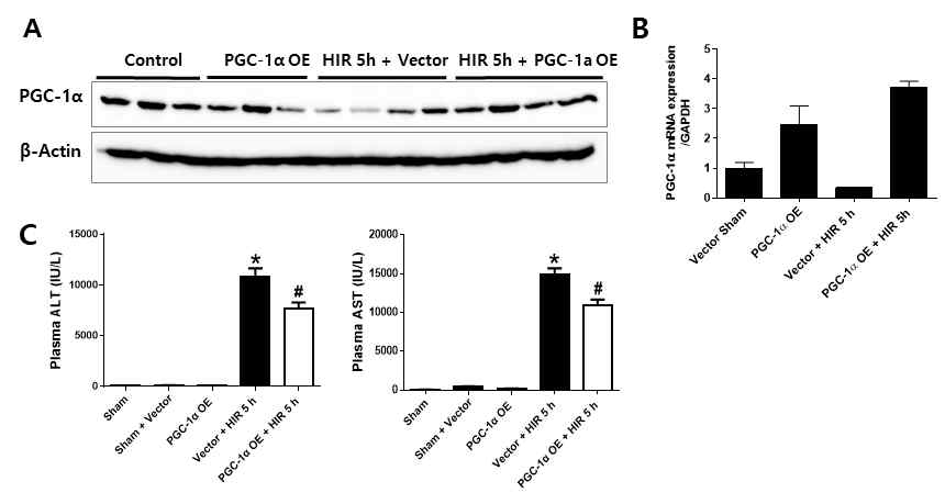 PGC-1α를 과발현시킨 간장 허혈 및 재관류 손상 동물모델에서 재관류 5시간 후에, 간 조직에서 PGC-1α 단백질(A) 및 유전자(B), 혈장에서 간 손상지표인 ALT, AST 농도(C)를 분석함, PGC-1α 과발현에 의한 간 손상이 감소되어 있음