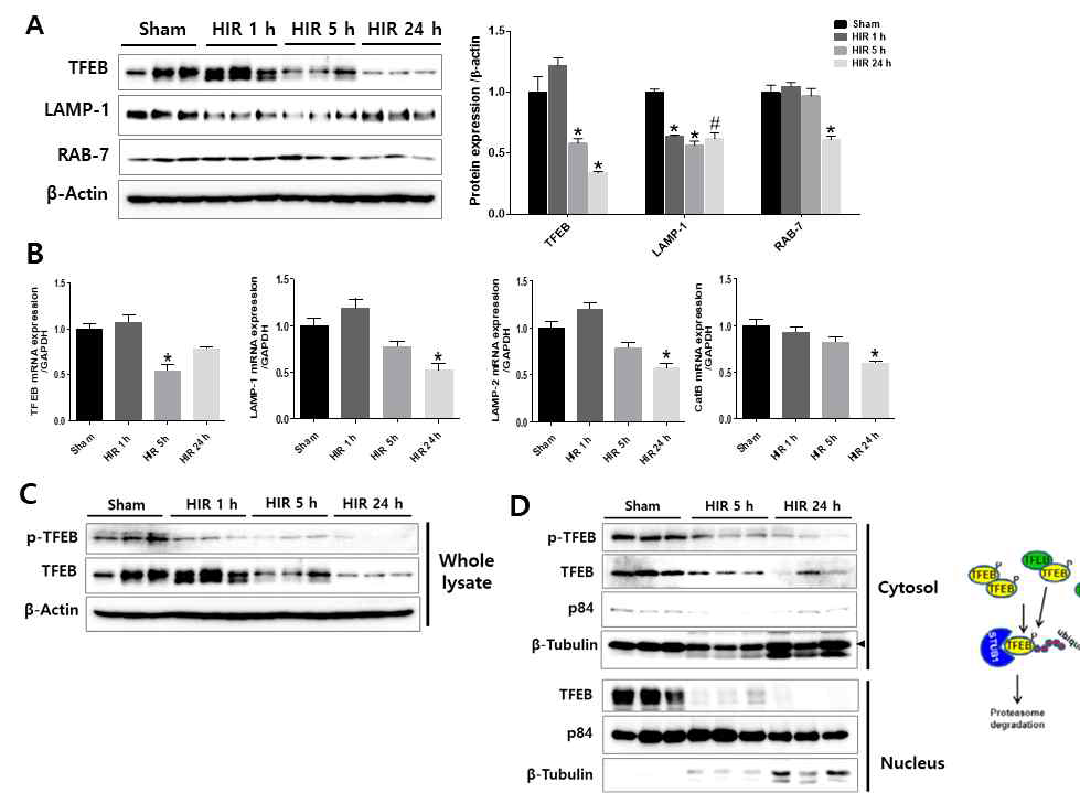 간장 허혈 및 재관류 손상 시 시간별로 간 조직세포에서 리보솜 관련인자의 발현 변화를 분석함. (A)TFEB, LAMP-1, RAB-7 Western blot 분석 및 정량, (B)TFEB, LAMP-1,2,CathepsinB 유전자 발현 분석, (C) 간 조직에서 whole lysate 또는 핵/세포질 분리 후 Western blot 방법으로 p-TFEB 분석. 인산화된 TFEB 단백질의 proteosome degradation을 보여주는 모식도