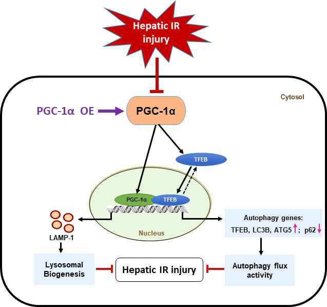 PGC-1α는 중요한 상위조절인자로서 기존에 알려진 미토콘드리아 생합성 뿐만 아니라 TFEB 발현/활성을 증가시켜, 리보솜 생합성 및 자가포식 작용을 활성화시킴. 따라서 변형된 단백질 및 소기관의 축적을 막고 산화 스트레스 및 세포사멸을 감소시켜, 간장 허혈 및 재관류 손상을 억제하는 중요한 조절인자임. 따라서 본 연구는 PGC-1α 조절에 의한 허혈 및 재관류 손상을 제어하는 약물개발 및 임상적 활용 가능성에 대한 중요한 분자 기전을 제시함