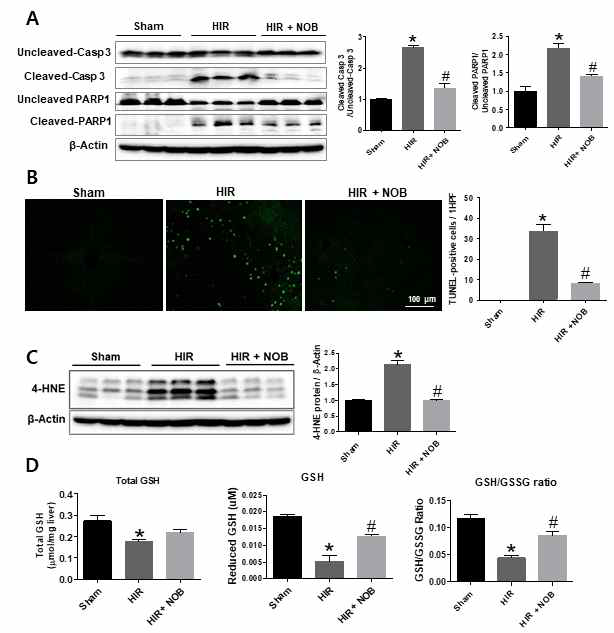 간장 허혈 및 재관류 손상시, Nobiletin에 의한 세포사멸 및 산화적 손상 정도 분석. (A) Caspase-3, PARP1 cleavage 분석, (B) TUNEL 염색, (C) 산화 손상지표인 4-HNE 단백질의 발현 분석, (D) 간세포 내에 환원된 GSH 농도를 ELISA 방법으로 분석