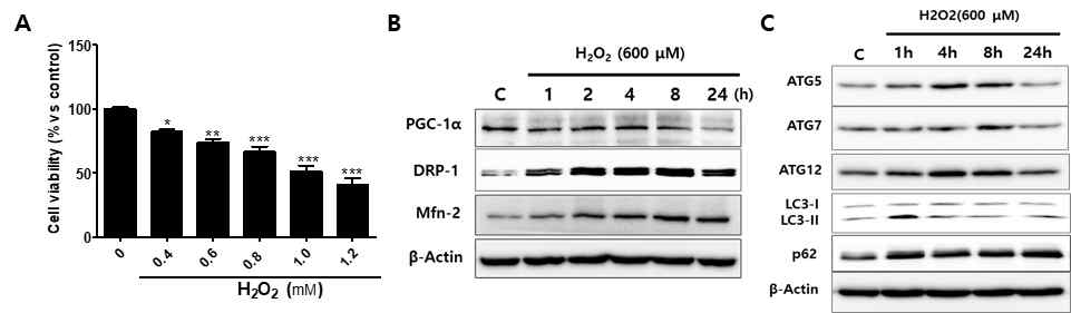 FL83B 세포주에서 H2O2(농도별 또는 600 μM)를 24시간동안 처리 후, 세포생존율(A), 미토콘드리아 생합성, 모양 조절인자(B), 및 자가포식 조절인자(C)의 발현 변화 분석