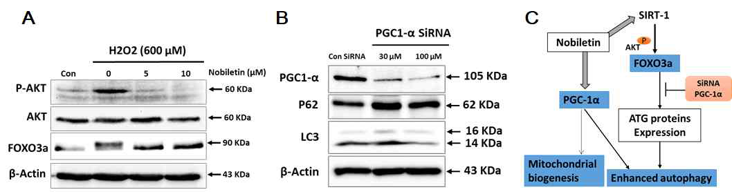 FL83B 세포주에 H2O2(600 μM, 24h)를 처리한 손상모델에서, Nobiletin 처리 시 AKT 인산화 변화(A), PGC-1α siRNA 처리 후에 p62, LC3II 발현 변화 (B) 분석. 상호작용 모식도(C)