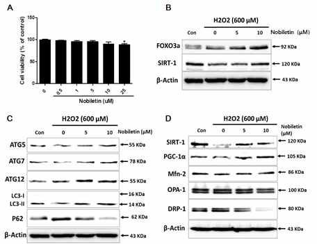 FL83B 세포주에 H2O2(600 μM, 24 h)를 처리한 손상모델에서, Nobiletin 효과를 분석함. 세포 생존율(MTT) (A), SIRT1, FOXO3a(B), 자가포식 조절인자(C), SIRT1, PGC-1a, 미토콘드리아 모양 조절인자(D)의 발현 변화 분석