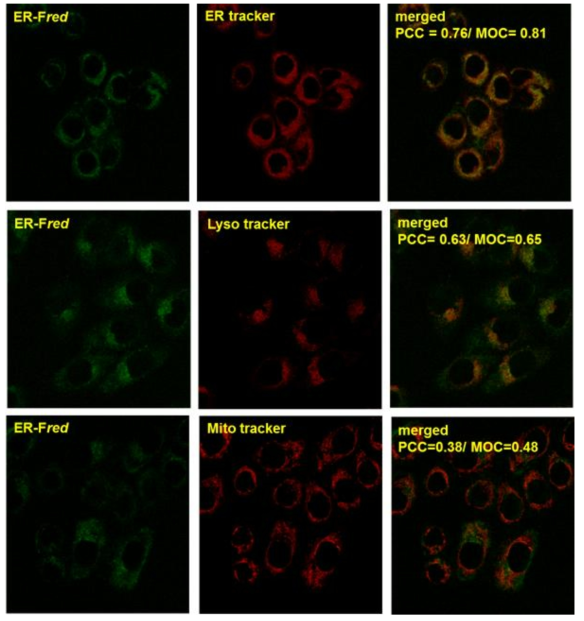 Colocalization experiments using ER-Fred in HeLa cells. Fluorescence images of HeLa cells incubated with ER-Fred (Left column) as well as various trackers (middle column). Overlay of left and middle columns (right column). The cells were pre-incubated in DMEM media containing menadione (200 μM, 1 hr) at 37 °C. Each sample was treated with ER-Fred (3 μM) for 30 min before taken picture. Green cell images were obtained using excitation 488 nm and emission BP 505-550 nm. Then, each sample was treated with organelle tracker (1 μM) for 15 min before taken picture. Red cell images were obtained using excitation 633 nm and emission LP 650 nm