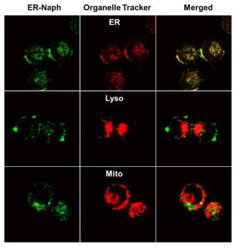 Colocalization experiments using ER-Naph in Mia paca-2 cells. Fluorescence images of Mia paca-2 cells incubated with ER-Naph (A, D, G) as well as various trackers (ER-Tracker Red (B), Lyso-Tracker Red (E) and Mito-Tracker Red (H)) for 10 min at 37 °C. (C), (F) and (I) overlay of the merged images. Images of the cells were obtained using excitation wavelength: 488 nm, emission filter: BP 505-550 nm for green signal, and excitation wavelength: 543 nm, emission filter: LP 650 nm for red signal, respectively