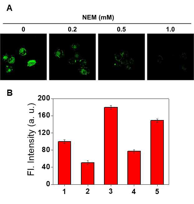 Confocal microscopy images of ER-Naph at various thiol scavengers or generator. (A) Mia paca-2 cells treated with ER-Naph in the presence of NEM. The cells were pre-incubated in DMEM media containing NEM for 60 min at 37 °C. (B) The relative fluorescence intensity bar plot of the Mia paca-2 cells treated with ER-Naph at various chemical conditions. Chemical treatment-incubation time at 37 °C: BSO (1 mM, 1 hr), NAC (2 mM, 30 min), BSO/NAC (BSO 1mM, 1 hr, then NAC 2 mM, 30 min), BSO/wash/NAC (BSO 1mM, 1 hr, washed with DMEM, then NAC 2 mM, 30 min). Each chemical treated sample was incubated with ER-Naph for 10 minutes before taking picture. Cell images were obtained using 488 laser excitation and BP 505-550 nm emission filter and quantitatively analyzed using image J. The data were represented as mean ± SD (n = 5)