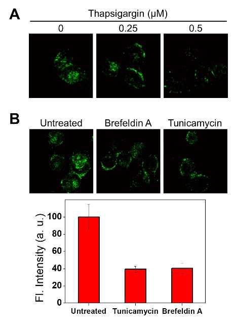 Fluorescence changes of ER-Naph at various ER stress conditions. (A) Confocal microscopy images of Mia paca-2 cells treated with ER-Naph in the presence of thapsigargin. The cells were pre-incubated in DMEM media containing NEM for 5 hr at 37 °C. (B) Relative fluorescence intensity bar plot and confocal microscopy images of Mia paca-2 cells treated with ER-Naph in the presence of brefeldin A and tunicamycin. The cells were pre-incubated in DMEM media containing brefeldin A (1 mg/mL) or tunicamycin (10 mg/mL) for 24 hr at 37 °C. Each sample was incubated with ER-Naph for 10 min before taken picture. Cell images were obtained using 488 laser excitation and BP 505-550 nm emission filter and quantitatively analyzed using image J. The data were represented as mean ± SD (n = 5)