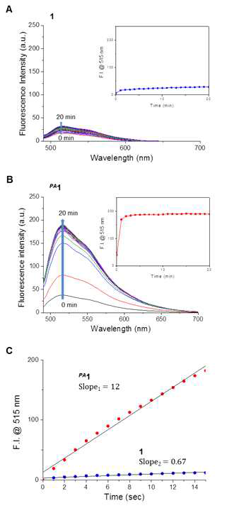Time course fluorescence measurement of 1 and PA 1 under H2O2/hematin.(A)1 and (B) the uncaged PA 1 for 20 min (data collection interval = 1 min). Inset: Plot of time vs. fluorescence intensity. (C) Initial reaction rate measurement of 1 and PA 1 for 15 sec (data collection interval = 1 sec). [1] = 10 mM, [H2O2] = 500 mM, [hematin] = 2 mM in 1X PBS. UV light source 1 (λmax = 365 nm) for 5 min irradiation. Excitation at 480 nm