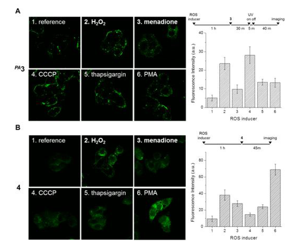 Response on various ROS conditions of PA 3 (A) and 4 (B). Images (left): Confocal microscopic pseudo-colored images using 3 or 4 in the Hep G2 cells at various ROS inducers. Graphs (right): the workflow and fluorescence intensity histogram. The images were obtained using image J software and the graphs are presented as mean ± SD (n = 9). UV irradiation at lmax = 365 nm. The excitation wavelength and filter set were 488 nm with a 505-550 nm band path