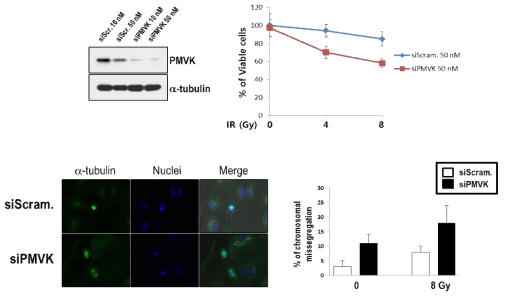 siPMVK에 의한 MC을 통한 방사선 민감도 증진 효과