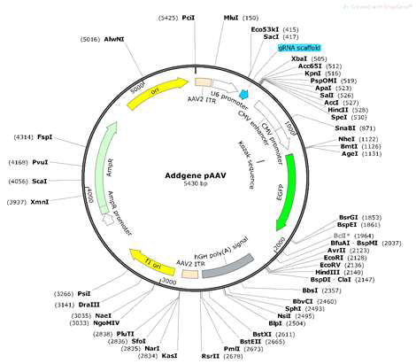 pAAV-U6-sgRNA-CMV-GFP