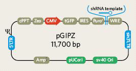 pGIPZ-shRNA vector
