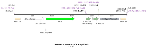 ITR-PMVK cassette DNA