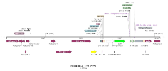 M13KG(Gn)-ITR_shRNA PMVK