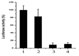 M13KG-ITR_shRNA표적 유전자 발현 저해능 1, cell only; 2, shRNA only; 3, shRNA + RNAiMAX; 4, M13KG(G1)-ITR_shRNA Luc