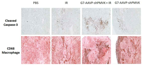 IHC, A549 xenograft tumor에서 cleaved caspase-3와 macrophage