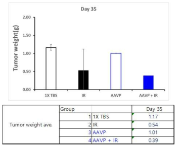 NCI-H69 xenograft tumor model 종양무게 측정