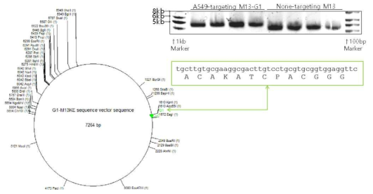 A549 표적 펩타이드-M13 phage DNA 추출 및 염기서열 분석