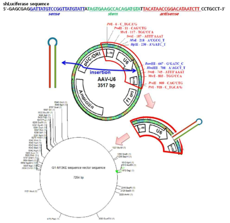 shLuciferase-expressing A549 표적 AAVP 제조