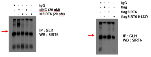 SIRT6와 GLI1의 binding