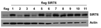 SIRT6 overexpression stable cell line 구축