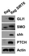 SIRT6 발현 정도에 따른 shh signaling molecule 확인