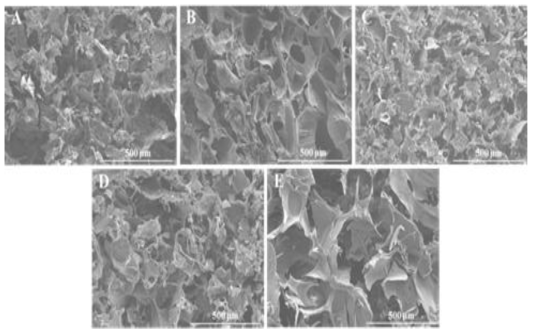 FESEM images of photocrosslinked injectable hydrogels: (A) Hyd/BG, (B) Hyd/BGT, (C) Hyd/BGO, (D) Hyd/BGM, and (E) Hyd/BGA, respectively