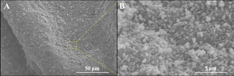 FESEM image of injectable Hyd/BGA hydrogel showing apatite-forming ability (in-vitro) after 14 days of incubation in SBF solution (A: 50 μm and B: 5 μm)