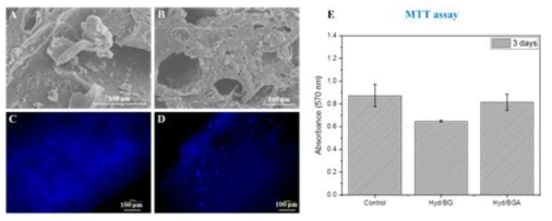 FESEM images of in vitro cell-cultured injectable Hyd/BG (A) and Hyd/BGA (B) hydrogels showing cell attachment and growth after 3 days of culture with human bone osteoblastic cells (hFOB1.19). Representative images of DAPI staining for hydrogels (3D): Hyd/BG (C) and Hyd/BGA (D) cultured with hFOB1.19 cells after 3 days of cultivation. MTT assay showing metabolic activity of hFOB1.19 cells in bulk (3D) Hyd/BG and Hyd/BGA alongwith control (2D) after 3 days of incubation