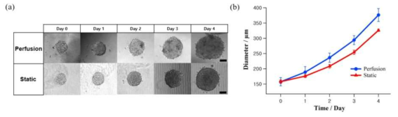 Body-on-a Plate 시스템 내 배양액 흐름이 있는 환경과 정적인 환경에서의 마이크로종양 모델의 성장 (a) 광학현미경을 통한 명시야상 이미지, (b) 4일 동안의 마이크로 종양의 사이즈 변화