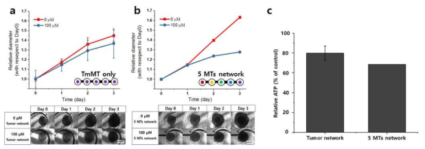 BoC 내에서의 Pro-drug 항암제 테스트 동안의 3D 마이크로 종양 모델의 크기 변화 (a) 단일 3D 마이크로 종양 모델 네트워크, (b)다중 3D 마이크로장기 네트워크 내에서의 사이즈 변화와 (c) ATP 기반 생존성 측정결과