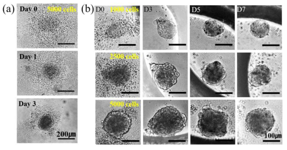 iPS-derived cardiomyocyte 세포를 이용한 심장 모사 마이크로티슈. (a) Seeding 후 3일째 원형 마이크로티슈를 형성, (b) 다른 seeding 세포 수에 따른 심장 모사 마이크로티슈의 크기 및 7일 배양 동안의 크기 변화