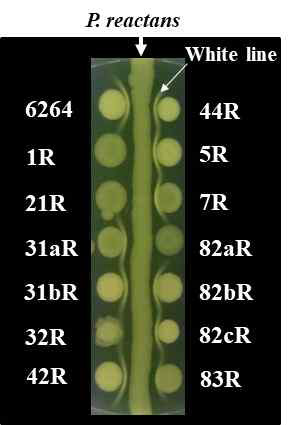 P . reactans ATCC 51314와 파지저항성균주들과의 흰색침강선 형성 여부