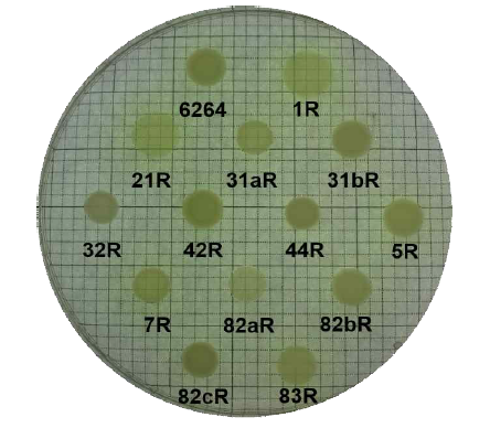 파지저항성균주 콜로니의 투명도. 콜로니의 투명도는 petri dish 뒷면에 모눈종이를 두어 확인하였다