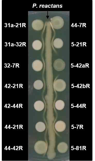 P . reactans ATCC 51314 균주와 2차 파지저항성균주의 흰색침강선형성검정시험