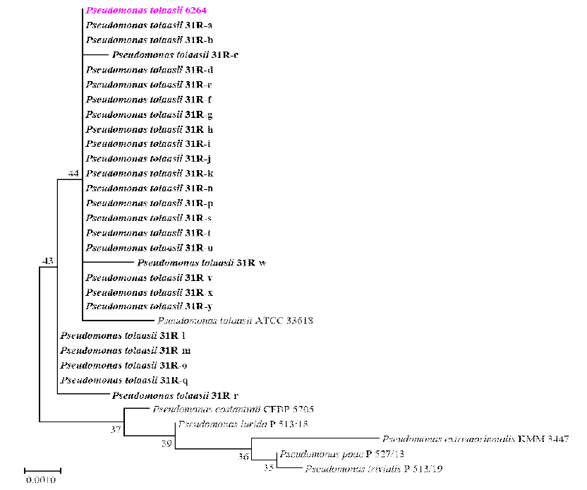 31R 파지저항성균주들의 계통수 분석