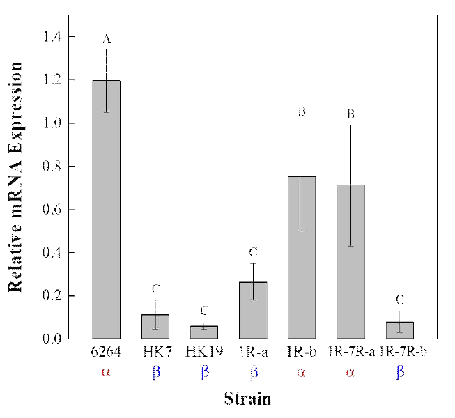 서로 다른 균주에서의 pheN 유전자의 상대적 mRNA 발현. 다른 문자는 균주들 간에 Tukey’s test에 따라 P < 0.05의 유의적인 차이 가 있음을 보인다. 각 값들은 6번 반복한 값들의 평균값±표준오차이다