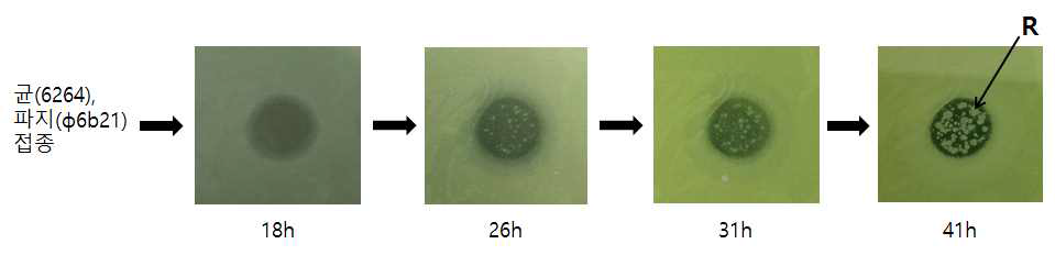 P. tolaasii 균주를 고체배지에 배양한 후 파지를 접종하여 살균한 플라크 내에서 시간이 경과함에 따라 파지저항성균주의 콜로니가 발생하였다