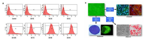 Flow cytometric analysis of surface CD marker expression in cultured MSC and differentiation induced MSC. In the hAMSCs, MSC markers CD90, CD73, D105, and CD44 were highly expressed while expression of the hematopoietic cell marker CD34, leukocyte marker CD45, and endothelial marker CD31 was not observed (A). hAMSCs cultured in osteoblasts induction media possessed ELF-stained alkaline phosphatase granules in the cytoplasm while cells cultured in adipocyte induction media contained Oil Red O-stained lipid droplets in the cytoplasm. Palelet cultured cells in chondrogenic induction media showed positive reaction for type II collagen immunohistochemistry(B)